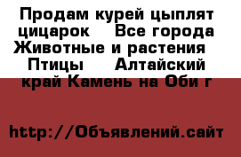 Продам курей цыплят,цицарок. - Все города Животные и растения » Птицы   . Алтайский край,Камень-на-Оби г.